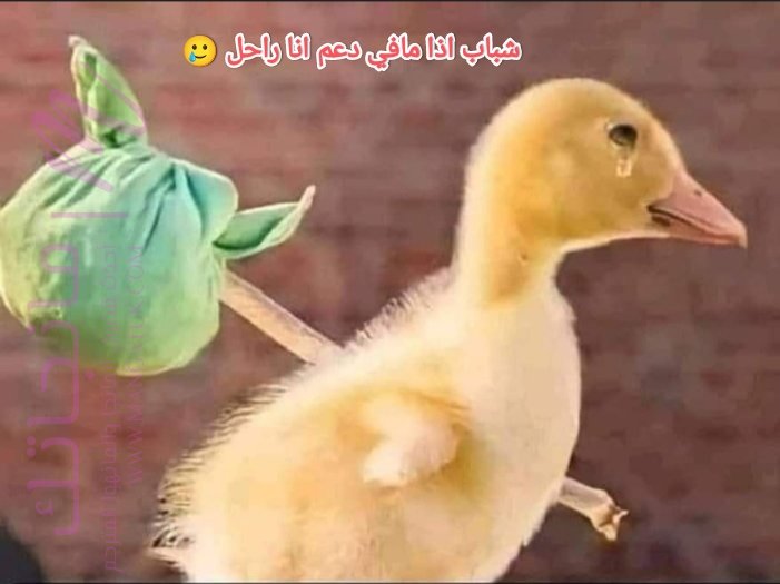 الصفحة 84